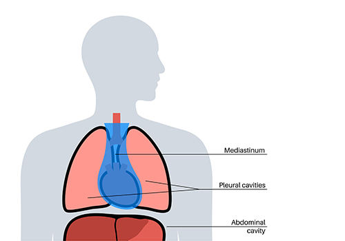 Dr_Kaven-Naiker-Mediastinum